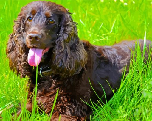 Chocolate Brown Field Spaniel paint by number