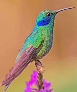 Cute Mexican Violetear paint by number