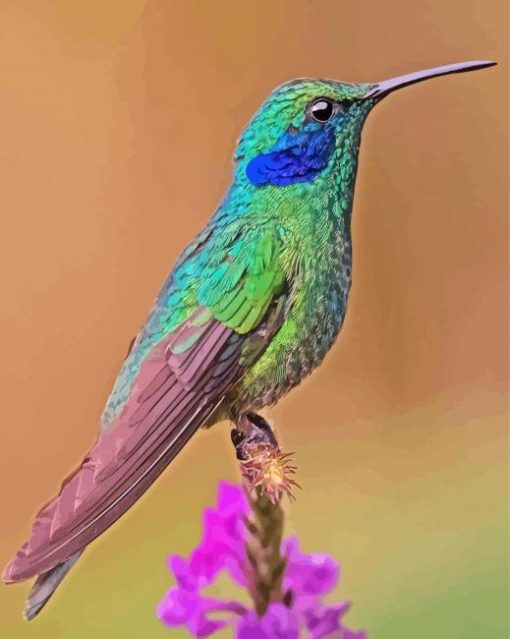 Cute Mexican Violetear paint by number
