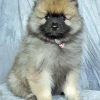 Keeshond Puppy paint by number