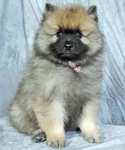 Keeshond Puppy paint by number