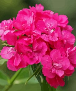 Pink Sweet William paint by number