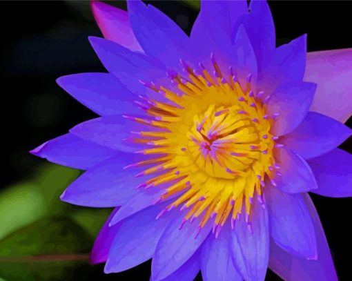 Purple Tiger Lotus paint by number