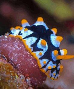 Sea Slug Animal paint by number
