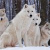 White Wolves In The Snow paint by number