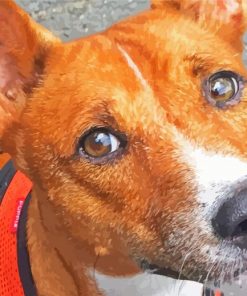 Basenji Dog paint by number