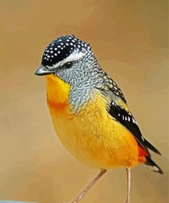 Close Up Pardalote Bird paint by number