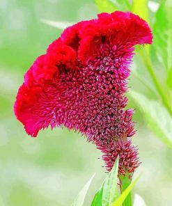 Fuchsia Cockscomb paint by number