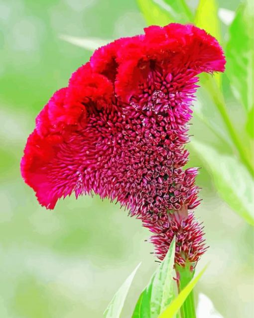 Fuchsia Cockscomb paint by number