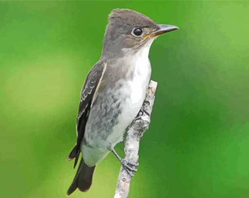 Olive Sided Flycatcher paint by number