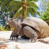 Seychelles Giant Tortoise At The Beach paint by number