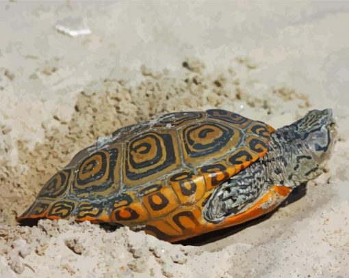 Terrapin Turtle In Sand paint by number