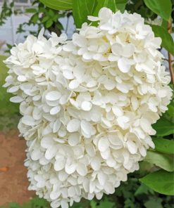 White Hydrangeas Flowers paint by number