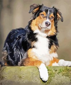 Black And Brown Aussie Dog paint by number