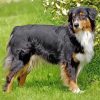 Black Tri Australian Shepherd On Grass paint by number