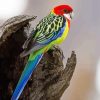 Eastern Rosella paint by number