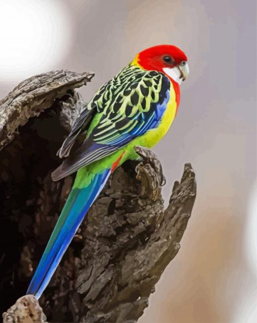 Eastern Rosella paint by number