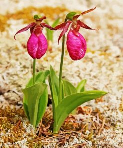 Lady Slipper paint by number