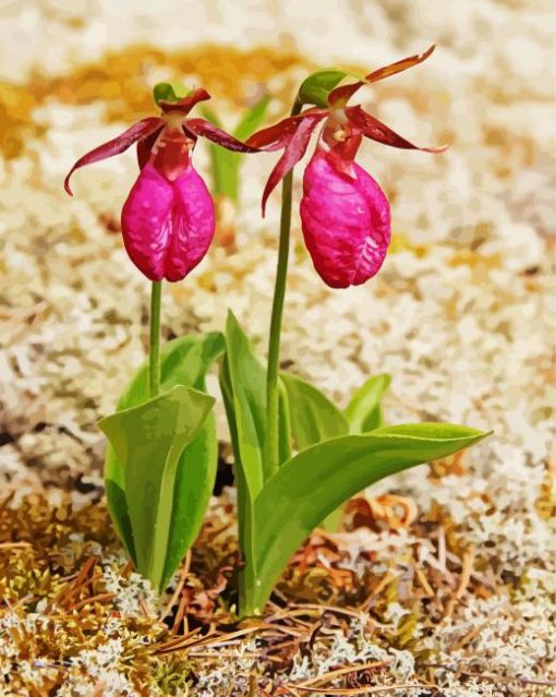 Lady Slipper paint by number