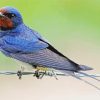 Barn Swallow paint by number