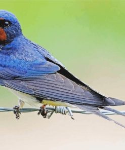 Barn Swallow paint by number