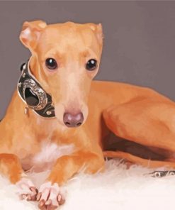 Blonde Italian Greyhound paint by number