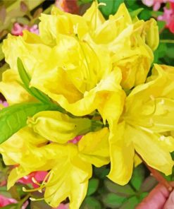 Blooming Yellow Azalea Plant paint by number