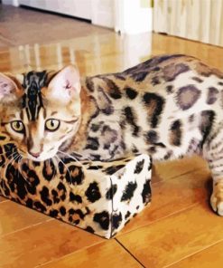 Cat Bengal paint by number