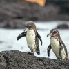 Galapagos Penguins paint by number