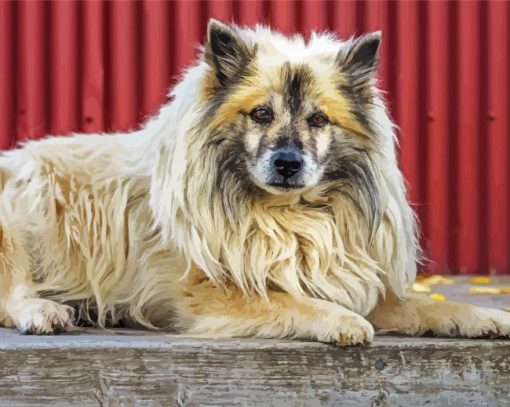 Icelandic Sheepdog Dog paint by number