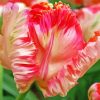 Pink White Parrot Tulip paint by number