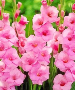 Pink Gladioli Plants paint by number