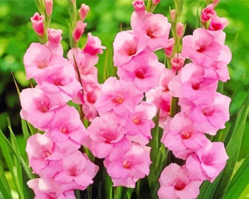 Pink Gladioli Plants paint by number