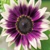 Purple Sunflower paint by number