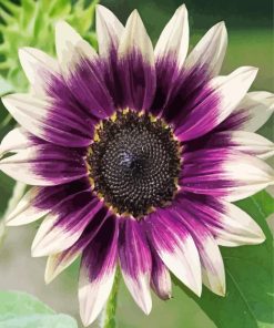 Purple Sunflower paint by number