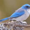 Scrub Jays On Stick paint by number