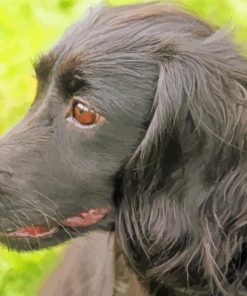 The Black Cocker Spaniel Dog paint by number