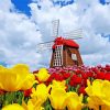 Tulpen En Molen paint by number