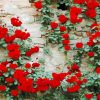 Wall Of Red Roses paint by number