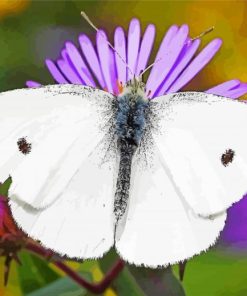 White Butterfly paint by number