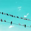 Aesthetic Birds On A Line paint by number