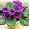 African Violet Flowers paint by number