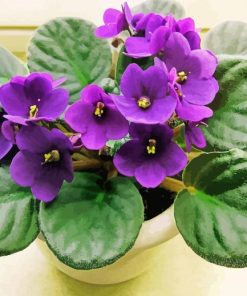 African Violet Flowers paint by number