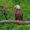 Beautiful Eagle On A Branch paint by number