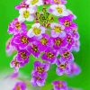 Beautiful Alyssum paint by number