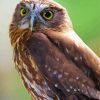 Cute Morepork paint by number