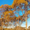 Gum Trees Landscape paint by number