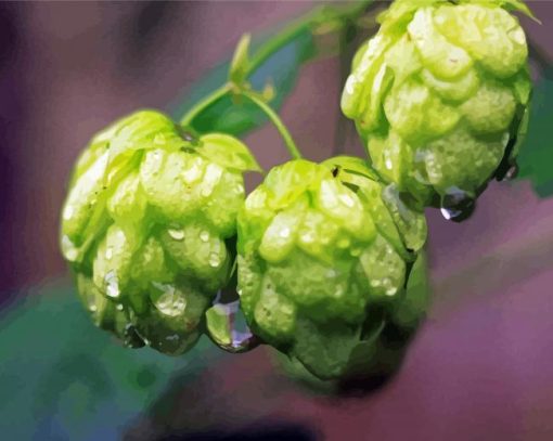 Hop Plant With Water Drops paint by number