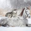 Horse And Husky Dog paint by number