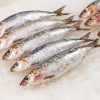 Sardine Fish paint by number